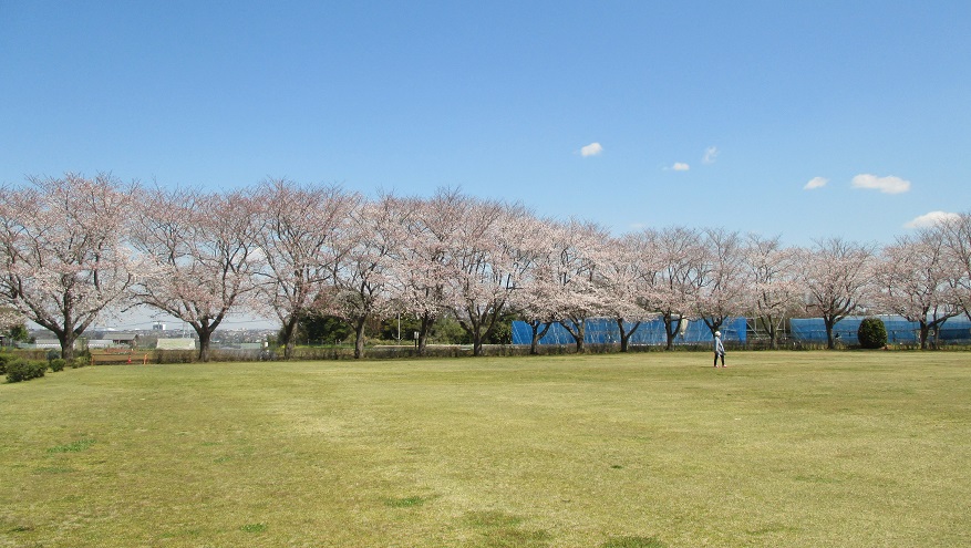 春先の桜